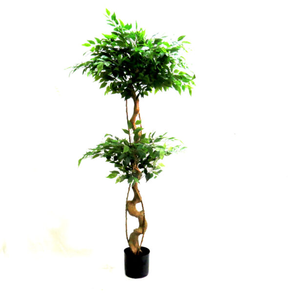 Clipped Ficus