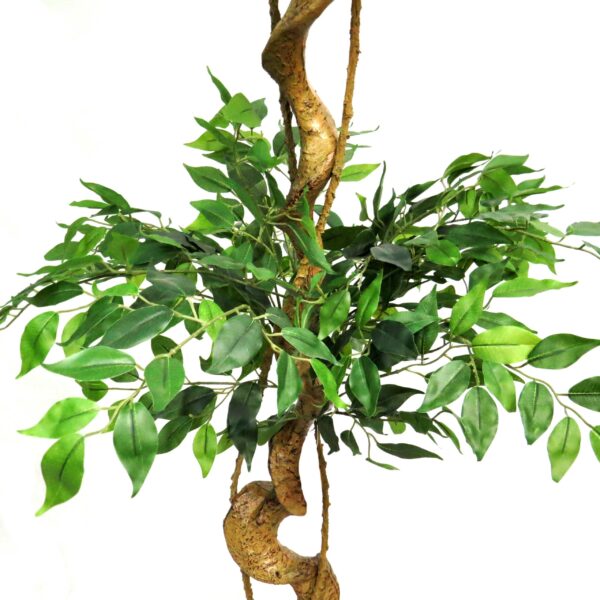 Clipped Ficus Trees